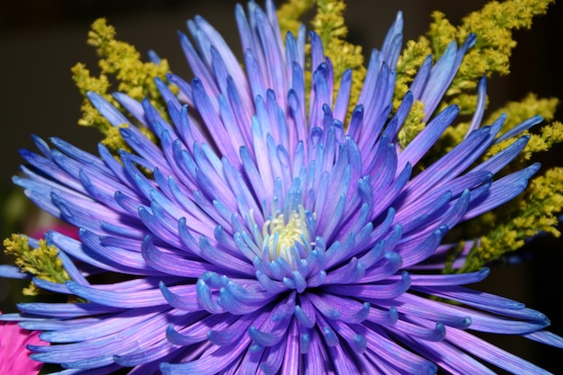 Disparo de enfoque superficial de una flor morada