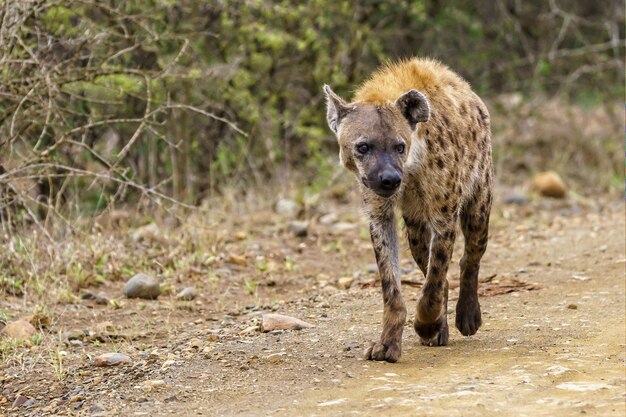 Disparo de enfoque superficial de una hiena manchada caminando por un camino de tierra con un espacio borroso