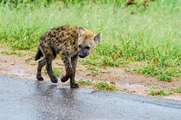 Disparo de enfoque superficial de una joven hiena manchada caminando por la carretera