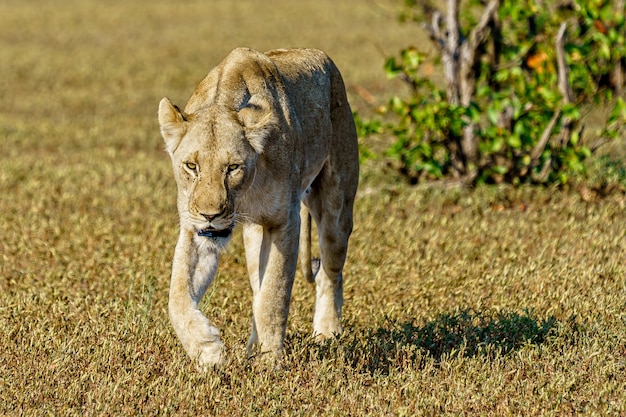 Disparo de enfoque superficial de un león hembra caminando sobre un campo de hierba durante el día