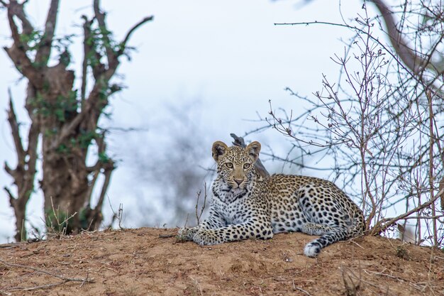 Disparo de enfoque superficial de un leopardo descansando en el suelo