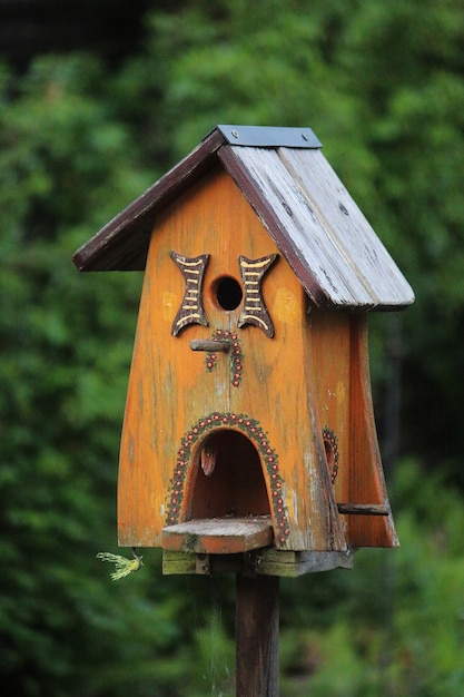 Disparo de enfoque superficial de una linda casita para aves