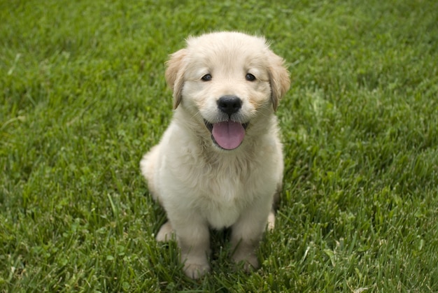Disparo de enfoque superficial de un lindo cachorro Golden Retriever sentado en un suelo de hierba
