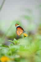 Foto gratuita disparo de enfoque superficial de una mariposa naranja sobre una flor amarilla