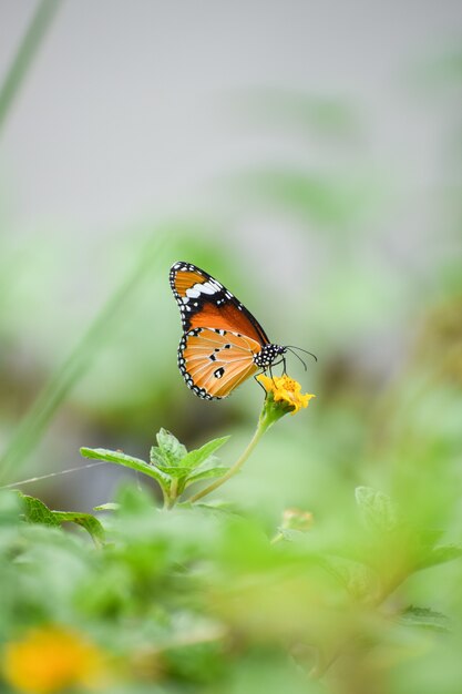 Disparo de enfoque superficial de una mariposa naranja sobre una flor amarilla