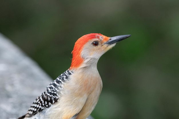 Foto gratuita disparo de enfoque superficial de un pájaro carpintero de vientre rojo