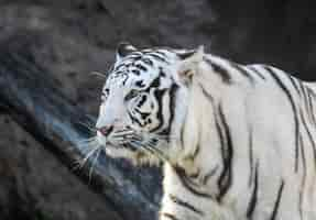 Foto gratuita disparo de enfoque superficial de un tigre rayado blanco y negro