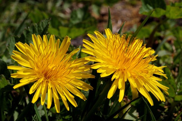 Disparo de enfoque superficial de vibrantes flores amarillas en una distancia borrosa