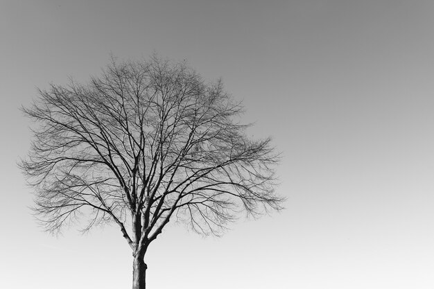 Disparo en escala de grises de un árbol solitario bajo un cielo despejado