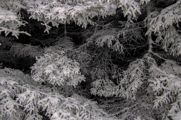 Disparo en escala de grises de árboles cubiertos de nieve en el invierno