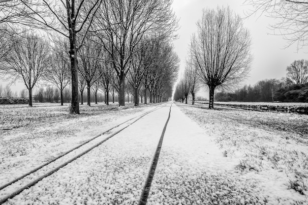 Disparo en escala de grises del camino en medio de árboles sin hojas cubiertos de nieve en el invierno