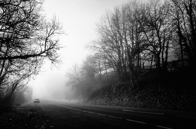 Disparo en escala de grises de una carretera en medio de árboles sin hojas con niebla