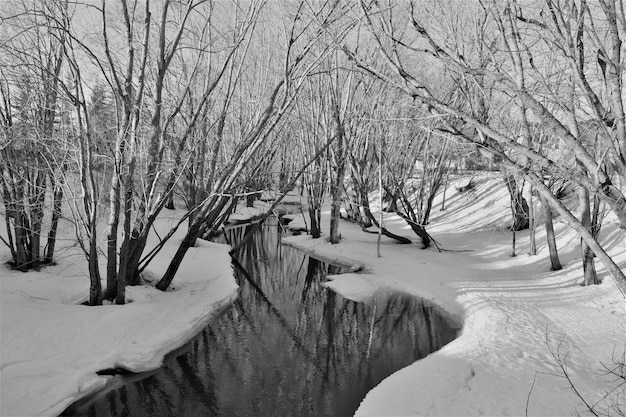 Foto gratuita disparo en escala de grises de un río congelado en el parque con árboles desnudos