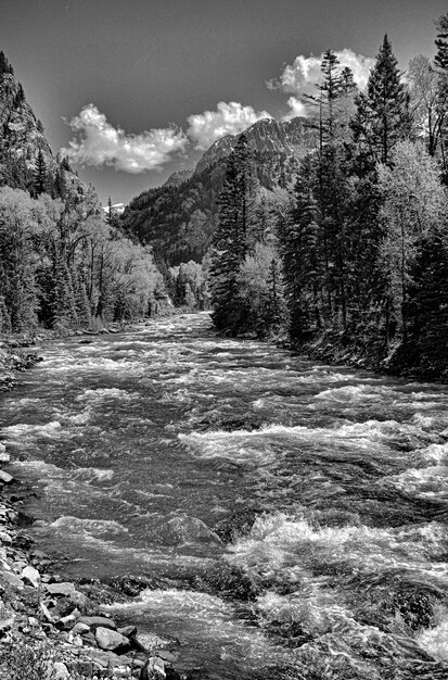 Disparo en escala de grises de un río rodeado de montañas y muchos árboles bajo un cielo nublado