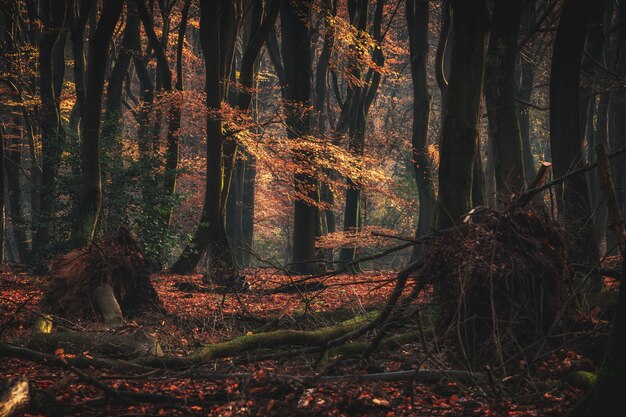 Disparo de gran angular de altos árboles del bosque con ramas caídas durante el otoño