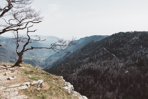 Disparo de gran angular de un árbol en una montaña bajo un cielo nublado