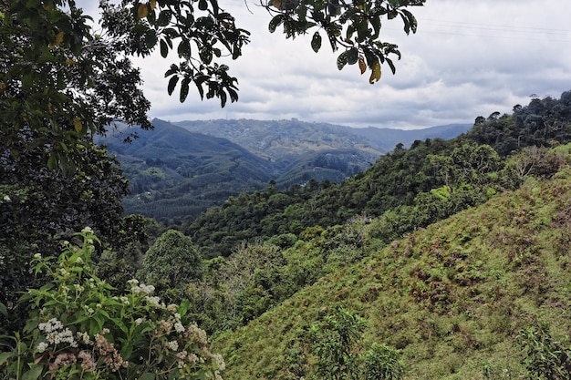 Foto gratuita disparo de gran angular de árboles y bosques en una montaña durante el día