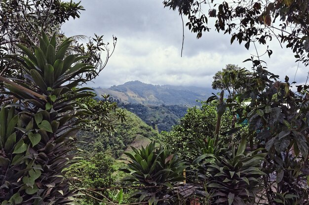 Disparo de gran angular de árboles y bosques en una montaña durante el día