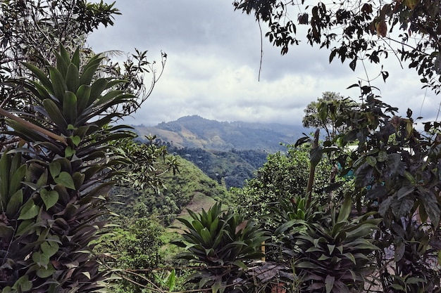 Disparo de gran angular de árboles y bosques en una montaña durante el día