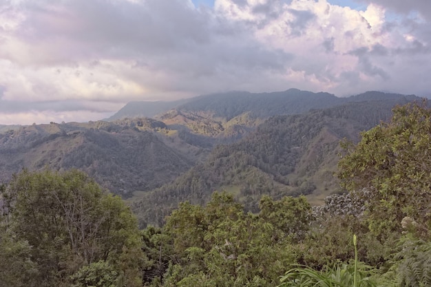 Foto gratuita disparo de gran angular de árboles y bosques en una montaña durante el día