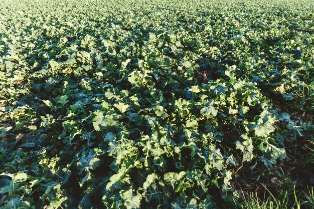 Disparo de gran angular de un campo de cultivos que crecen durante el día