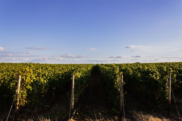 Disparo de gran angular de diferentes conjuntos de plantaciones uno al lado del otro