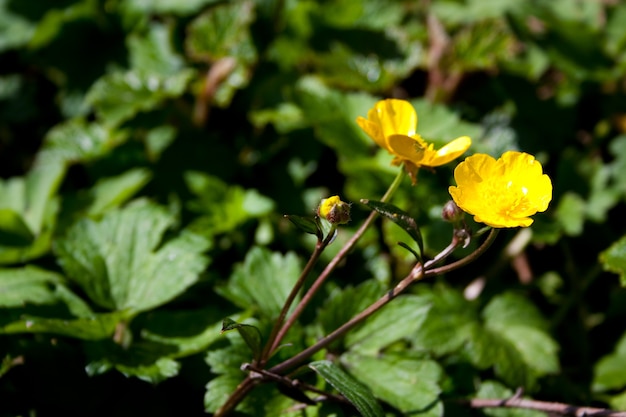 Disparo de gran angular de dos flores amarillas una al lado de la otra