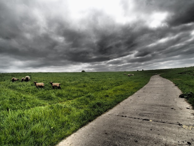 Disparo de gran angular de ganado pastando en la hierba junto a la carretera bajo un cielo nublado