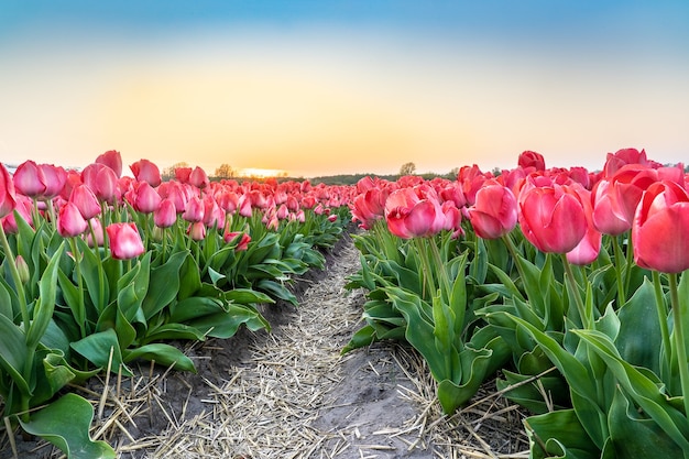 Disparo gran angular de una hermosa plantación de flores de tulipán rosa bajo el hermoso cielo azul claro