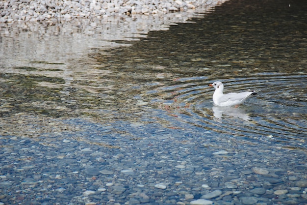 Disparo de gran angular de un pájaro blanco en el agua durante el día