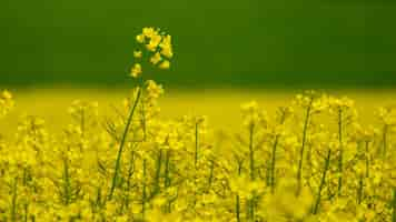 Foto gratuita disparo de gran angular de una variedad de flores amarillas en un campo