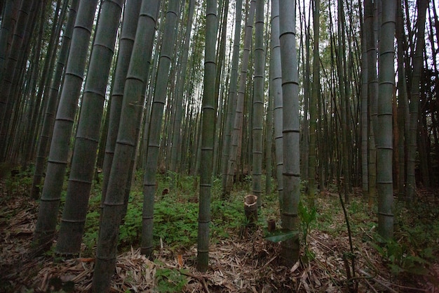 Disparo de gran angular de varios árboles de bambú en el bosque