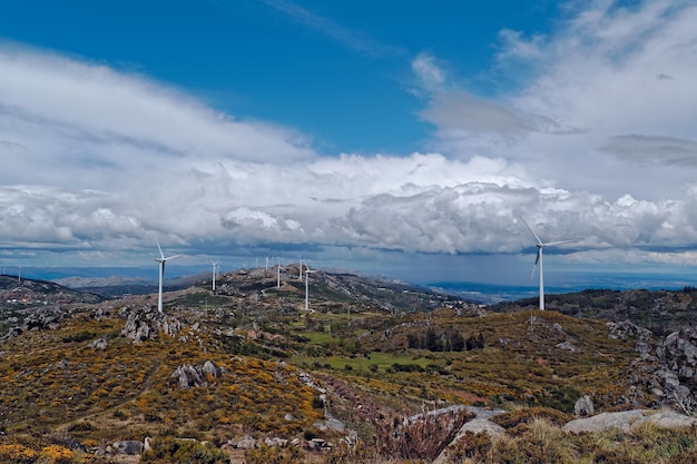 Disparo de gran angular de ventiladores de viento blanco en una gran pradera