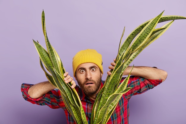 Disparo horizontal de un botánico o florista masculino sorprendido que se ve con expresión de asombro a través de sansiveria, se siente impresionado, usa un sombrero amarillo y una camisa elegante, se ocupa de la planta de interior en casa.