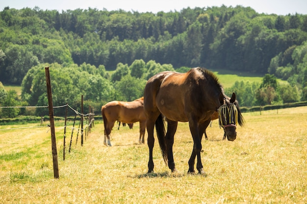 Disparo horizontal de caballos marrones en un campo rodeado de naturaleza verde