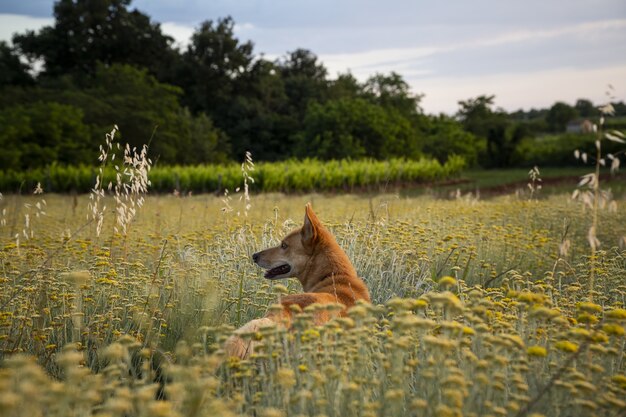 Disparo horizontal de un campo de flores eternas con un perro marrón en Istria, Croacia