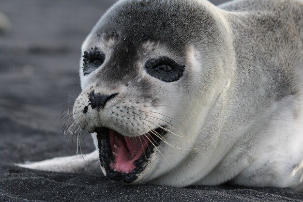 Disparo horizontal de una cría de foca feliz en la playa negra en Islandia