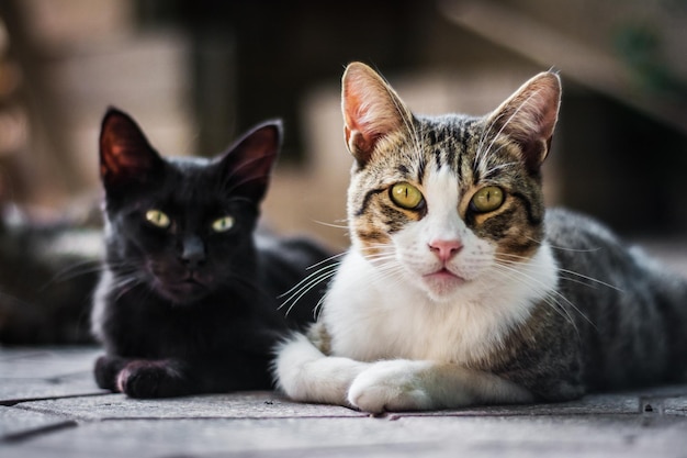 Disparo horizontal de dos gatos sentados sobre un fondo borroso