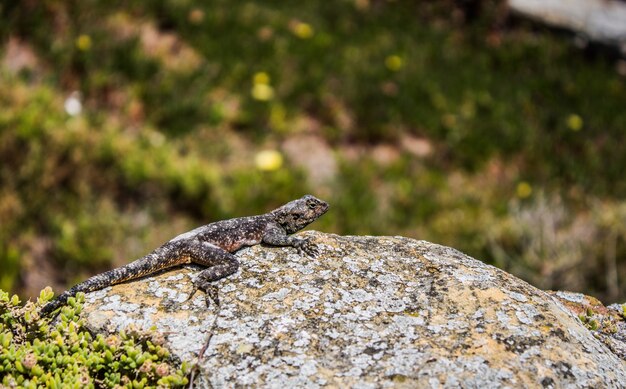 Disparo horizontal de un lagarto verde y negro sobre una roca