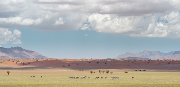 Disparo horizontal del paisaje en el desierto de Namib en Namibia bajo el cielo nublado