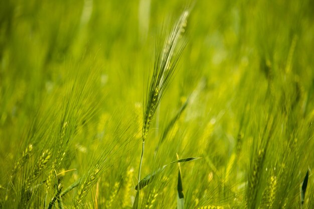 Disparo horizontal de trigo verde único rodeado por un campo durante el día