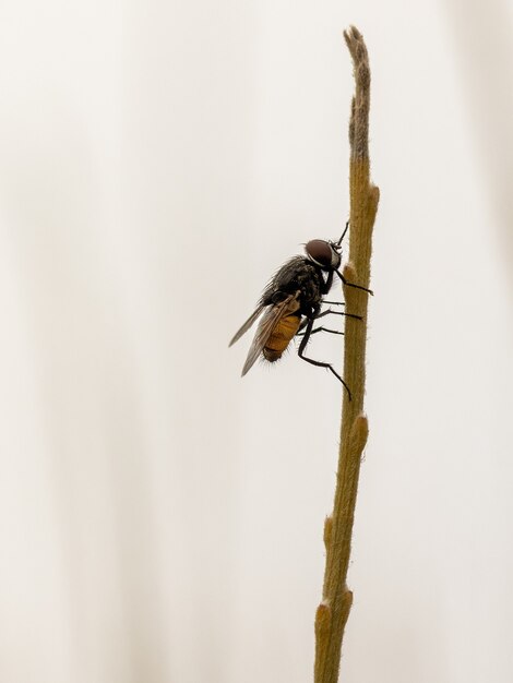 Disparo macro vertical de una mosca en una rama delgada