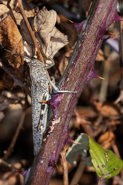 Disparo macro vertical de un saltamontes en una rama