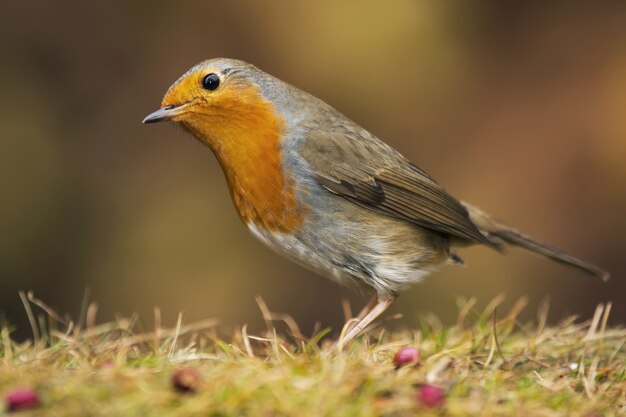 Disparo de un pájaro petirrojo europeo de pie sobre el césped