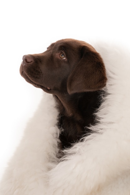 Foto gratuita disparo de primer plano aislado de chocolate labrador retriever cachorro envuelto en piel de oveja blanca mirando a la izquierda
