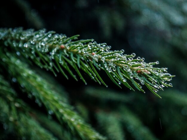 Disparo de primer plano de enfoque selectivo de rama de árbol de pino verde con gotas de agua