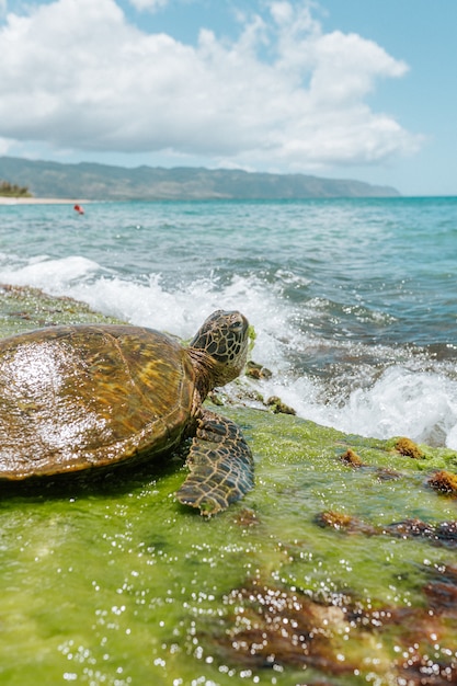 Disparo de primer plano selectivo de una tortuga marina marrón del Pacífico cerca del mar en un día soleado