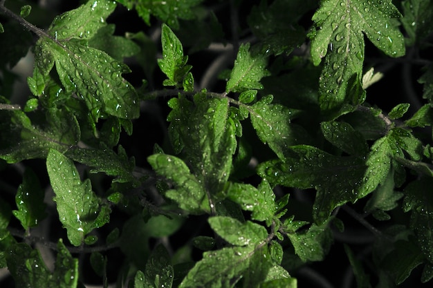 Disparo selectivamente enfocado de hojas verdes mojadas