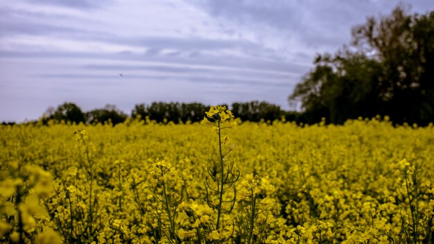 Disparo selectivo de un campo de flores de pétalos amarillos rodeados de árboles bajo un cielo azul