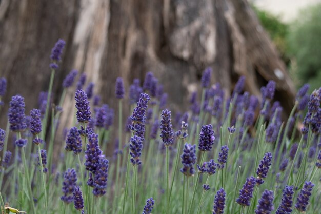 Disparo selectivo de campo de lavanda inglés con un árbol